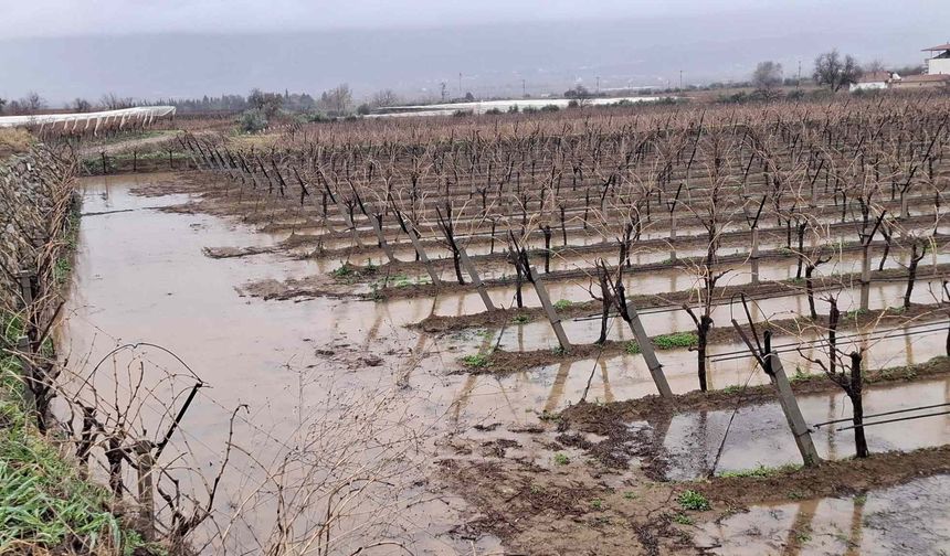 Yağmurlar bağcıların yüzünü güldürdü