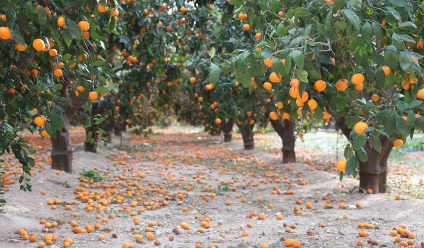 Hatay’da Mandalina Dalında Çürüdü, Çiftçi Ürünü Bedavaya Vermeye Razı