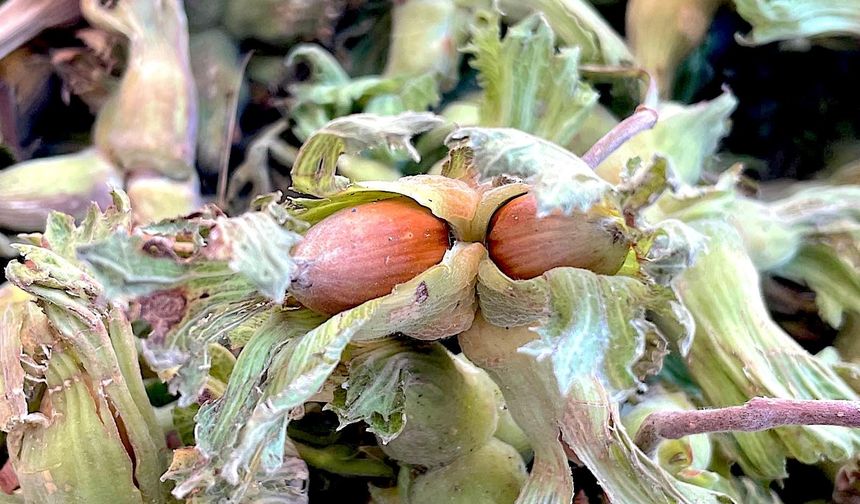 Uludağ'ın fındığı destek bekliyor!