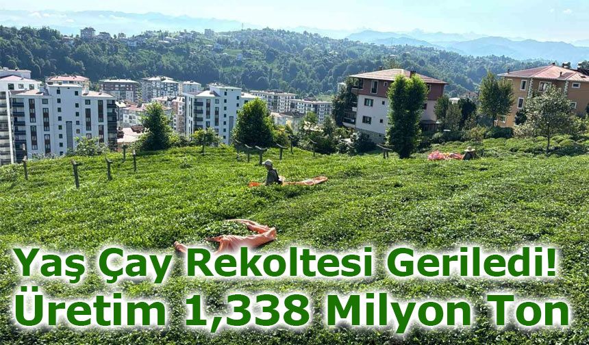 Yaş Çay Rekoltesi Geriledi: Üretim 1,338 Milyon Ton Oldu