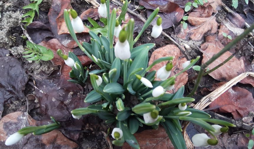 Bolu’da baharın müjdecisi kardelenler bu yıl erken açtı