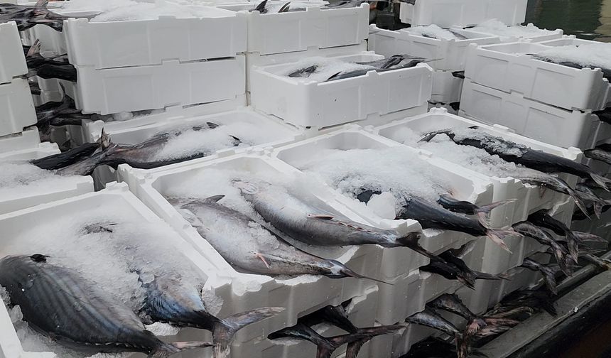 Tekirdağ açıklarında torik bereketi balıkçıları sevindirdi