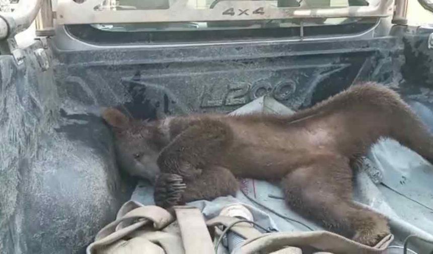 Viral ayı satışları uçurdu: Balcı dükkânının başköşesine ‘bayılan ayı’ dekoru