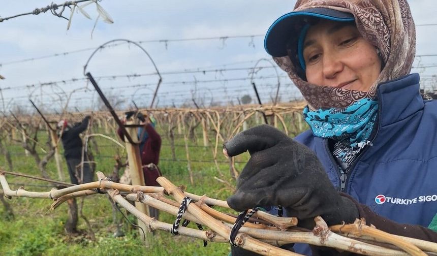 Sarıgöl Ovası’nda bağlarda yoğun mesai
