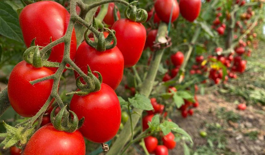 Antalya hallerinde fiyatlar sert yükseldi, işlem miktarı geriledi