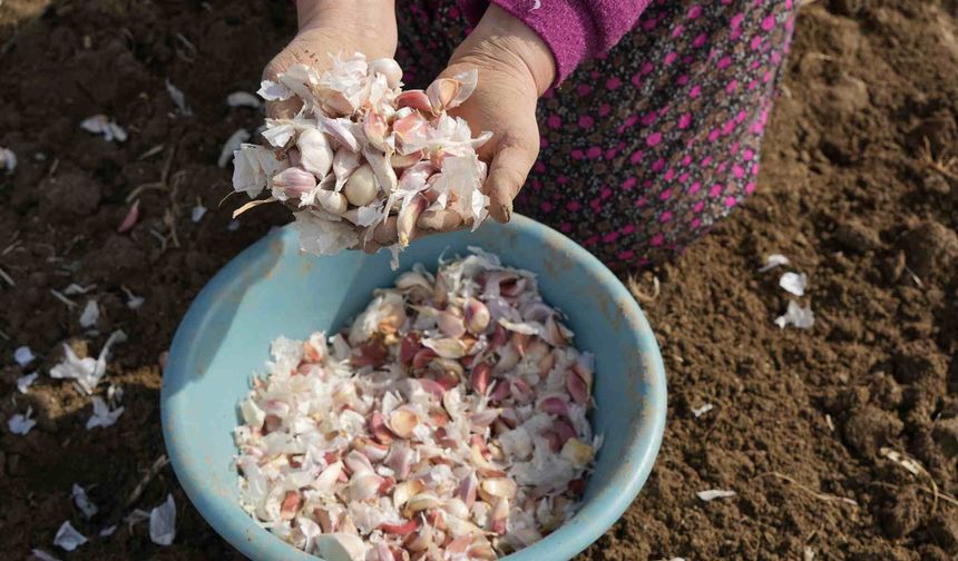 Dünyaca ünlü Taşköprü sarımsağının ekim sezonu erken başladı