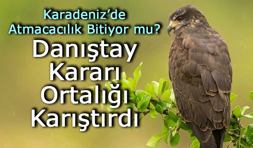 Karadeniz’de Atmacacılık Bitiyor mu? Danıştay Kararı Ortalığı Karıştırdı