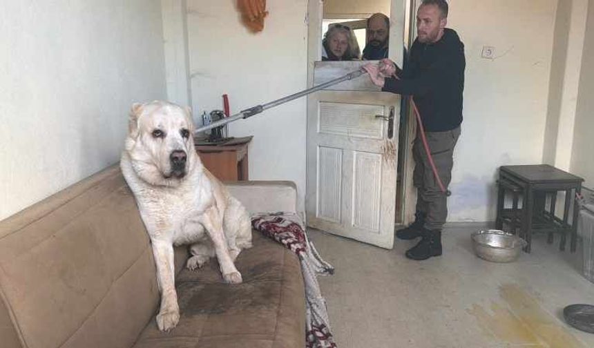 Sınır Dışı Edilen Rus Kadının Evinde 12 Hayvan Kurtarıldı