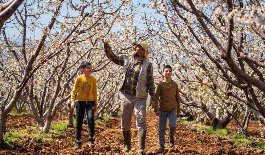 Beyaza bürünen kiraz ağaçları görsel şölen oluşturdu