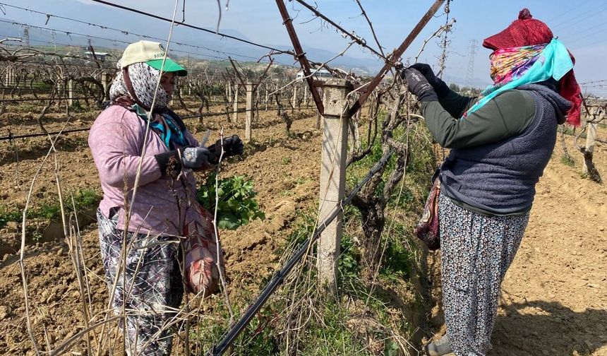 Yağışa teslim olan bağlar yeniden canlandı