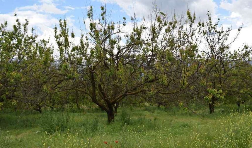Malatya’da Kayısı Üreticisine Kritik "Monilya" Uyarısı
