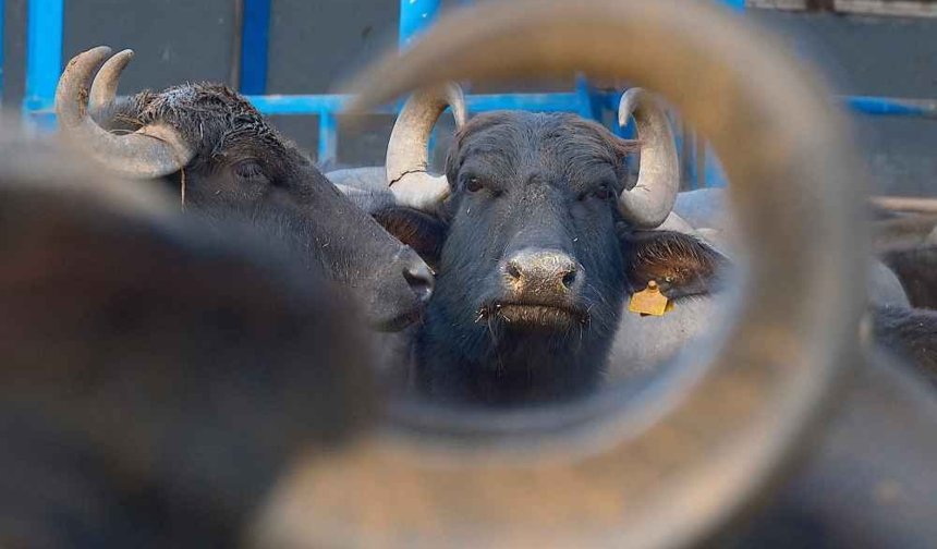 Türkiye’nin Yeni Manda Irkı “Murana” Yüksek Süt Verimiyle Öne Çıkıyor