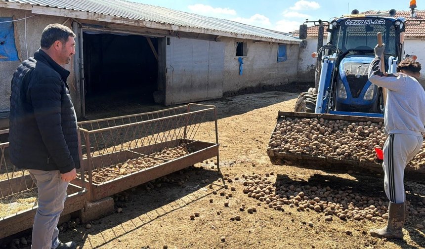 Besiciler maliyet baskısına karşı çözümü patateste buldu