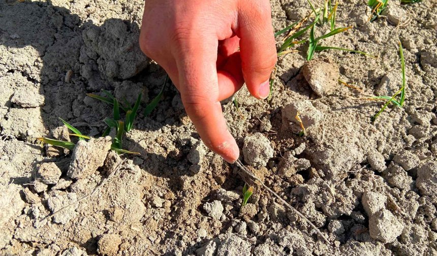 Konya Ovası'nda yağışlar rekolte beklentisini arttırdı