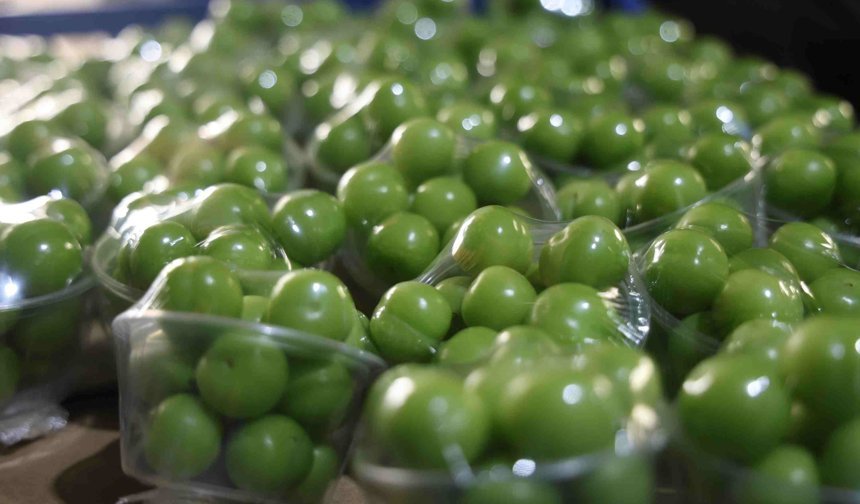 Hatay’da turfanda can eriği Avrupa sofralarına gidiyor