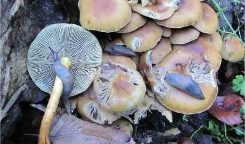 Kahverengi kokarcaya karşı yeni umut: Zehirli mantarlarla biyolojik mücadele
