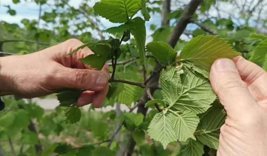 Fındıkta verim düşüklüğü maliyeti artırıyor
