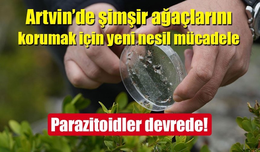 Artvin’de şimşir güvesine karşı biyolojik mücadele!