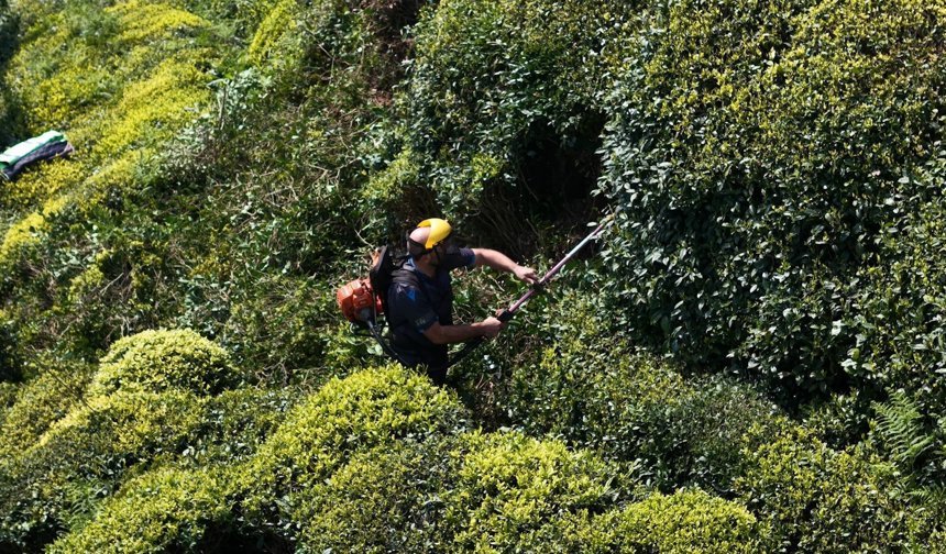Yaş çay sezonuna sayılı günler kala üreticiler hazırlıklarını sürdürüyor