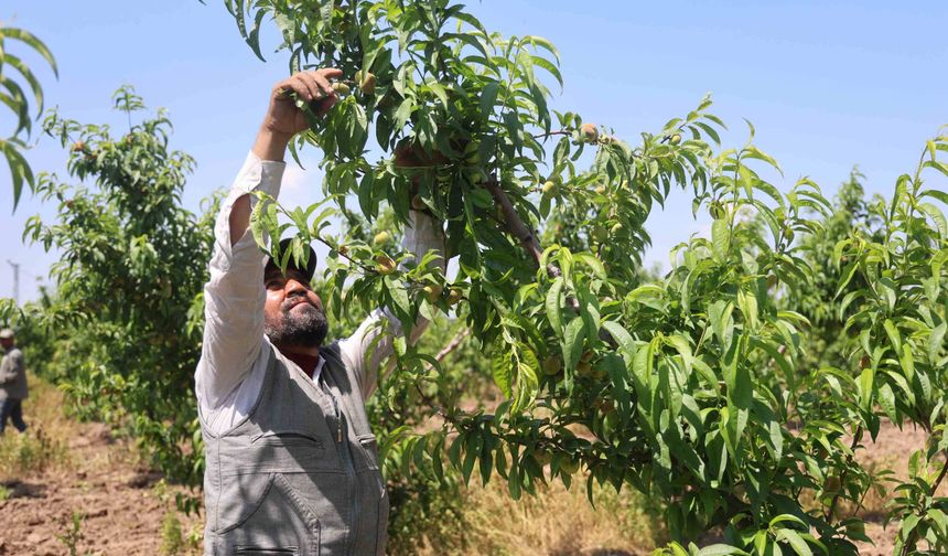 Amik Ovası’nda tarım işçileri sıcak altında çalışıyor: Yevmiye 1.100 TL oldu