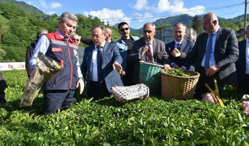Artvin'de çay sezonu açıldı