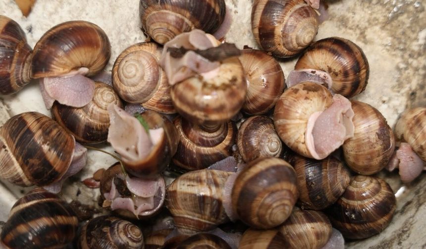 Adana’da salyangoz mesaisi: Kilogramı 35 lira