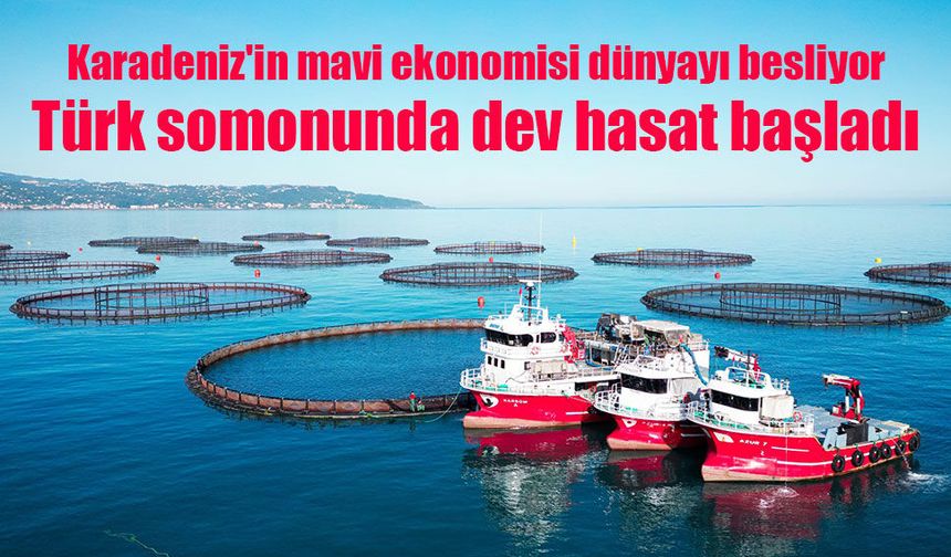Karadeniz'in mavi ekonomisi dünyayı besliyor: Türk somonunda dev hasat başladı