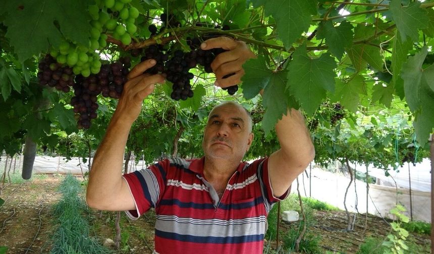 Mersin'de turfanda üzüm hasadı başladı