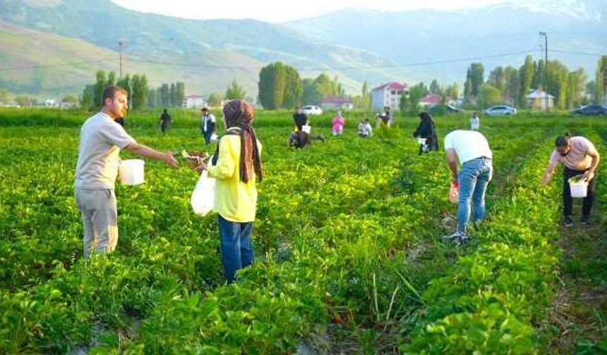 Tarladan yemek serbest, götürmek ücretli