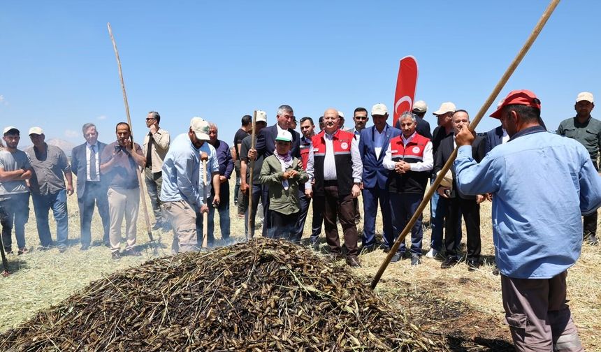 Asırlık lezzet firik bulgurunun hasadı başladı