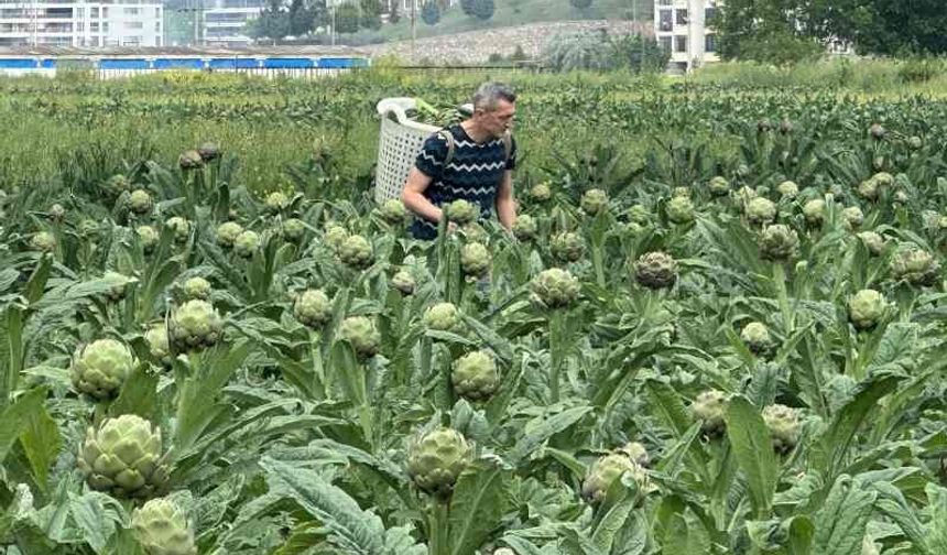 Milyonlarca liralık konutların arasında tarımsal üretim mücadelesi