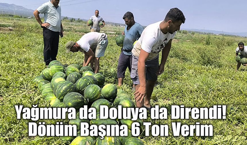 Karpuz bu sene hem üretici hem de tüketicinin yüzünü güldürecek!