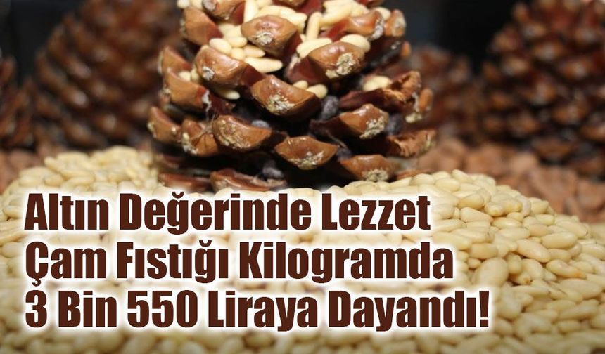 Altın Değerinde Lezzet: Aydın Çam Fıstığı Kilogramda 3 Bin 550 Liraya Dayandı!
