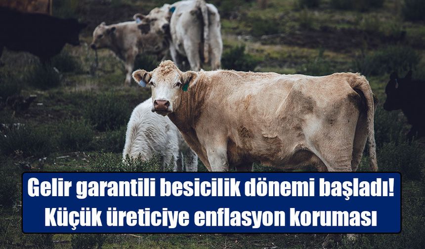 Küçük Üreticiye Müjde: Bakanlıktan ‘Gelir Garantili Besicilik’ Dönemi!