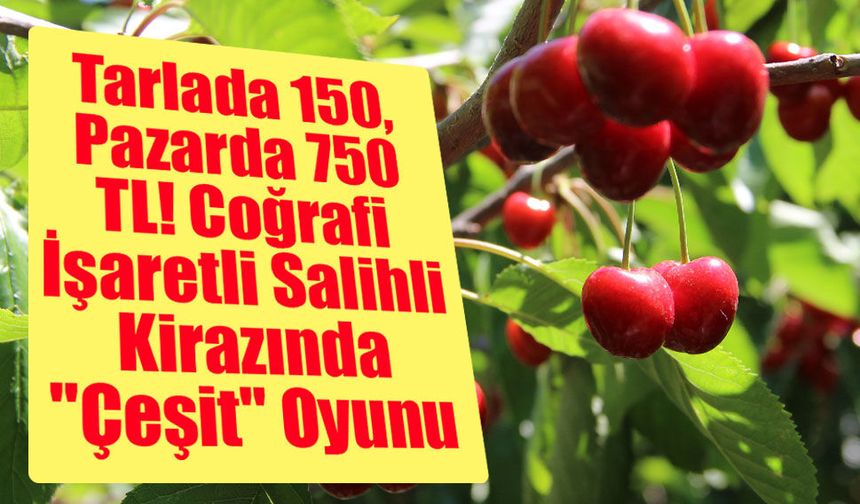 Tarlada 150, Pazarda 750 TL! Coğrafi İşaretli Salihli Kirazında "Çeşit" Oyunu