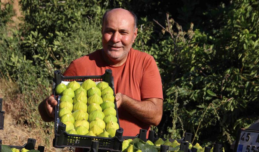 Dünyanın İlk İnciri Turgutlu'da Son Hasadına Giriyor: Fiyatlar Yeniden Yükseldi