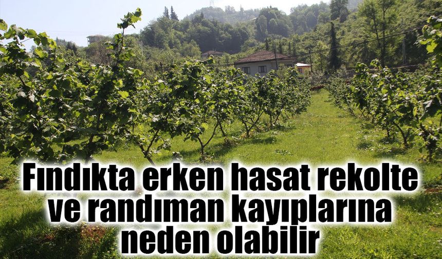 Fındık Üreticilerine Kritik Uyarı: Erken Hasat Geliri Azaltabilir