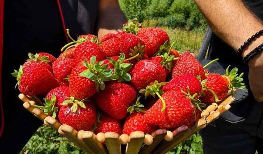 Çilek yetişmez denilen Ağrı’da üretim atağı: Dekar başına 2 ton verim