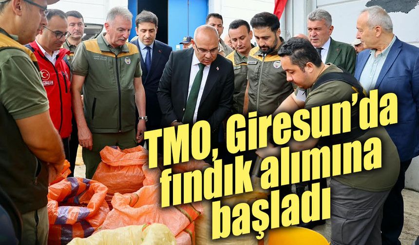 TMO, Giresun’da fındık alımına başladı
