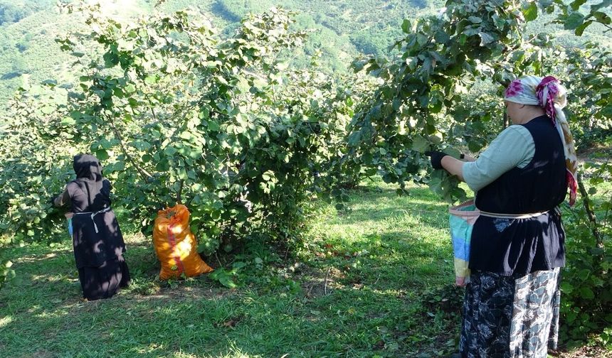 Ordu’da fındık hasadı resmi olarak başladı