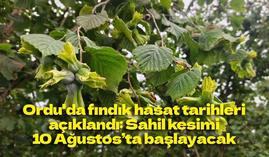 Ordu'da fındık hasat tarihleri açıklandı: Sahil kesimi 10 Ağustos’ta başlayacak