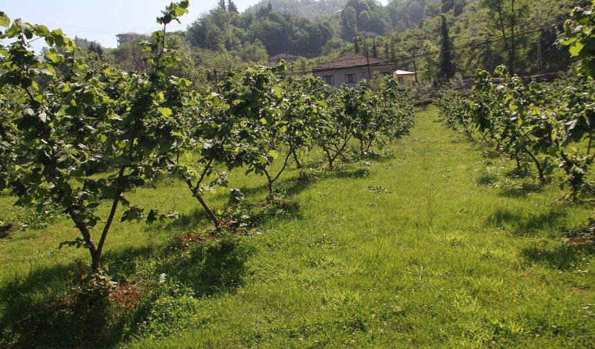 Ordu ve Giresun’daki fındık borsaları mercek altında