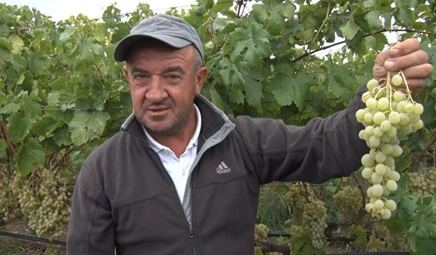 Sarı altın Müşküle üzümünde hasat heyecanı başladı