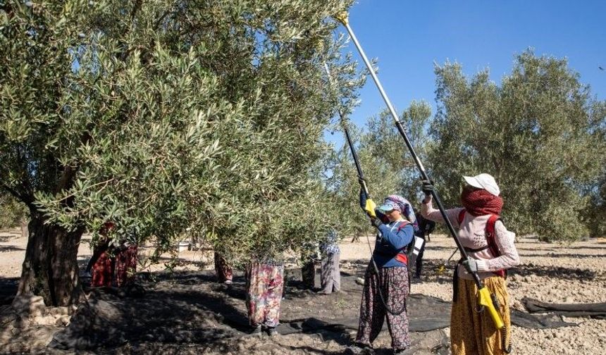 Güney Marmara’da zeytin hasadı başladı, üreticinin gözü fiyatta