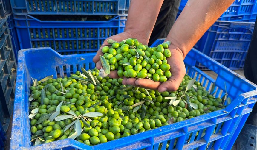 Avrupalılar ilaç diye tüketiyor! 11 kilo zeytinden sadece 1 litre çıkıyor
