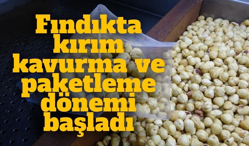Fındıkta hasat sezonu tamamlandı; kırım, kavurma ve paketleme çalışmaları başladı