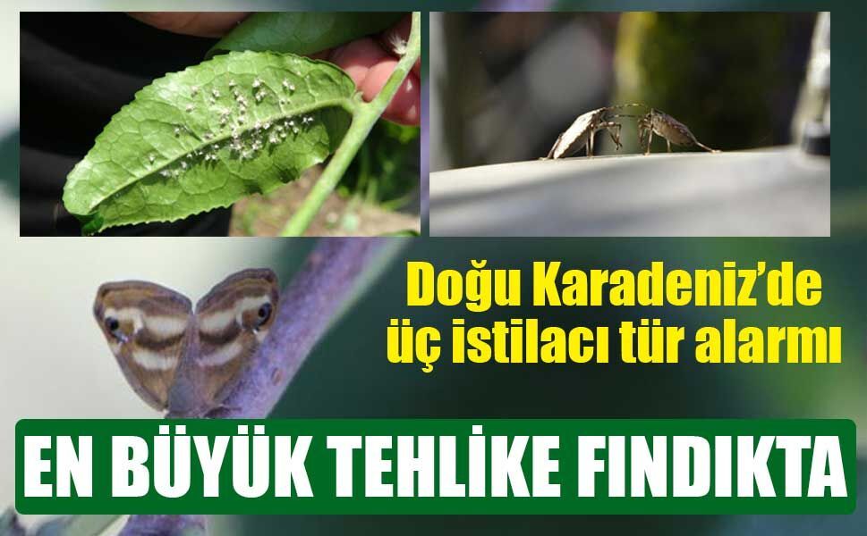 Doğu Karadeniz’de üç istilacı tür alarmı