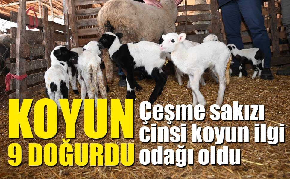Tarım teşkilatı koyunu 9 doğuran besiciyi ziyaret etti