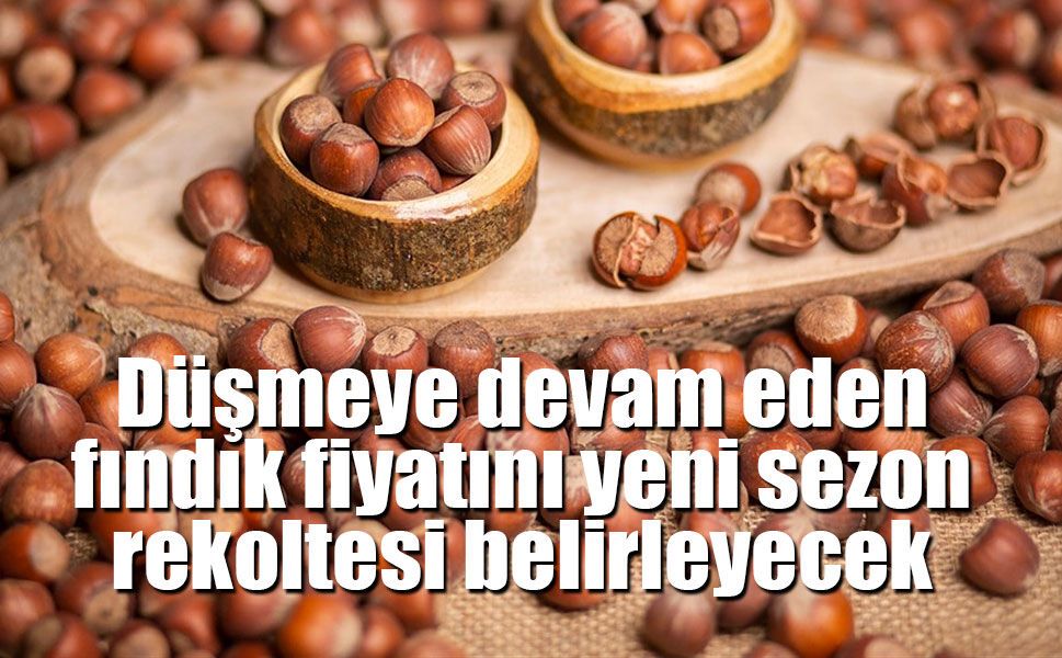 Fındık fiyatlarında yönü yeni sezon belirleyecek