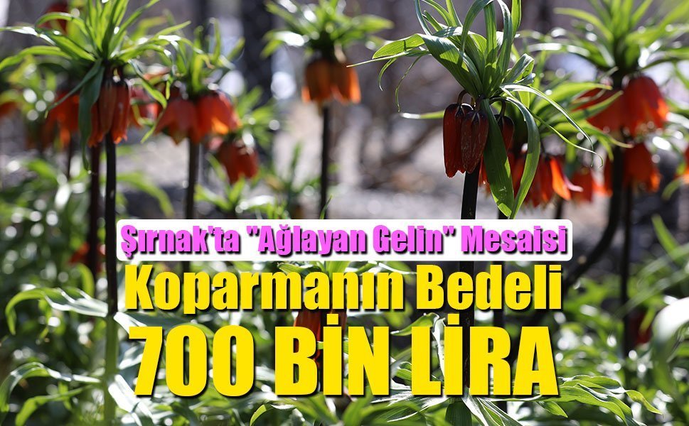 Şırnak'ta "Ağlayan Gelin" Mesaisi: Koparmanın Bedeli 700 Bin Lira!